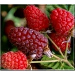 Rubus Loganberry - Malinojeżyna Loganberry FOTO