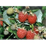 Rubus idaeus - Malina Mojej Babci - owocuje prawie jak Glen Am FOTO
