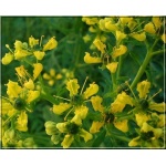 Ruta graveolens - Ruta zwyczajna - kwiaty żółte, wys. 60, kw 5/7 FOTO 