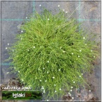 Sagina subulata Green Moss - Karmik ościsty Green Moss - zielony, białe kwiaty, wys. 5, kw. 6/7 FOTO