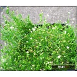 Sagina subulata - Karmik ościsty - zielony, biały kwiat, wys 5, kw 6/7 C0,5  