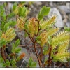 Salix arbuscula - Salix formosa - Wierzba skandynawska FOTO