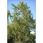 Salix babylonica Crispa - Wierzba babilońska Crispa FOTO
