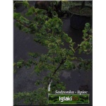Salix babylonica Crispa - Wierzba babilońska Crispa FOTO