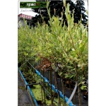 Salix cinerea Tricolor - Wierzba szara Tricolor FOTO