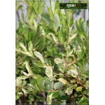 Salix cinerea Tricolor - Wierzba szara Tricolor FOTO