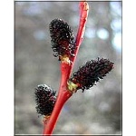 Salix gracilistyla Kurome - Wierzba smukłoszyjkowa Kurome - Salix gracilistyla Melanostachys - Wierzba smukłoszyjkowa Melanostachys FOTO