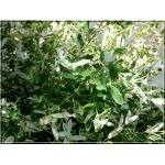 Salix integra Hakuro-nishiki - Wierzba całolistna Hakuro-nishiki f.krzaczasta FOTO