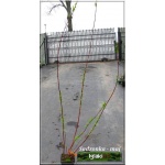 Salix integra Hakuro-nishiki - Wierzba całolistna Hakuro-nishiki f.krzaczasta FOTO