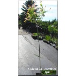 Salix integra Hakuro-nishiki - Wierzba całolistna Hakuro-nishiki PA FOTO