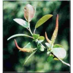 Salix magnifica - Wierzba wspaniała FOTO 