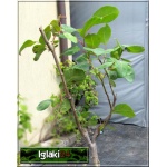 Salix magnifica - Wierzba wspaniała FOTO 