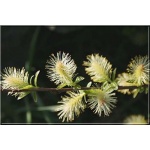 Salix onusta - Wierzba pomarańczowokotkowa FOTO 