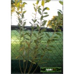 Salix onusta - Wierzba pomarańczowokotkowa FOTO 