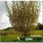 Salix purpurea Nana - Wierzba purpurowa Nana FOTO