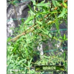 Salix purpurea Nana - Wierzba purpurowa Nana PA FOTO