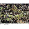 Salix repens var. nitida - Salix arenaria - Salix argentea - Salix repens var. argentea - Wierzba płożąca odm. srebrzysta FOTO