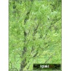 Salix sepulcralis Erythroflexuosa - Wierzba płacząca Erythroflexuosa - Wierzba płacząca Argentyńska FOTO