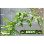 Salix sepulcralis Erythroflexuosa - Wierzba płacząca Erythroflexuosa - Wierzba płacząca Argentyńska FOTO
