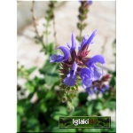 Salvia nemorosa Blauhuegel - Szałwia omszona Blauhuegel - Szałwia gajowa Blauhuegel - Szałwia wspaniała Blauhuegel - niebiesko-fioletowa, wys 50, kw 6/8 FOTO