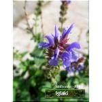 Salvia nemorosa Blauhuegel - Szałwia omszona Blauhuegel - Szałwia gajowa Blauhuegel - Szałwia wspaniała Blauhuegel - niebiesko-fioletowa, wys 50, kw 6/8 FOTO