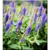 Salvia nemorosa Blue Boquetta - Szałwia omszona Blue Boquetta - niebiesko-fioletowa, wys. 25, kw. 6/8 FOTO zzzz