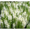 Salvia nemorosa Merleau White - Szałwia omszona Merleau White - białe, wys. 40, kw. 6/9 FOTO