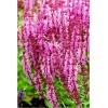 Salvia nemorosa Pink Field - Szałwia omszona Pink Field - różowe, wys. 50, kw. 6/10 FOTO