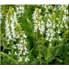 Salvia nemorosa Schneehugel - Szałwia omszona Schneehugel - białe, wys. 40, kw. 6/10 FOTO zzzz
