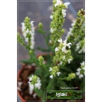 Salvia nemorosa Sensation Compact White - Szałwia omszona Sensation Compact White - białe, wys. 25, kw. 6/9 C0,5