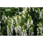Salvia nemorosa Sensation Compact White - Szałwia omszona Sensation Compact White - białe, wys. 25, kw. 6/9 C0,5
