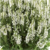 Salvia nemorosa Sensation Medium White - Szałwia omszona Sensation Medium White - białe, wys. 40, kw. 6/7 FOTO