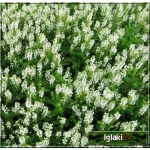Salvia nemorosa Snow Hill - Szałwia omszona Snow Hill - białe, wys. 50, kw. 5/8 FOTO