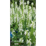 Salvia nemorosa Snow Hill - Szałwia omszona Snow Hill - białe, wys. 50, kw. 5/8 FOTO