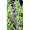 Salvia nemorosa Steppentraum - Szałwia omszona Steppentraum - fioletowo-niebieski, wys 120, kw 6/8 FOTO 