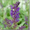 Salvia nemorosa Viola Close - Szałwia omszona Viola Close - niebiesko-fioletowy, wys 40, kw 6/8 FOTO zzzz