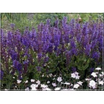 Salvia nemorosa Viola Close - Szałwia omszona Viola Close - niebiesko-fioletowy, wys 40, kw 6/8 FOTO zzzz
