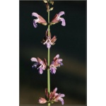Salvia officinalis - Szałwia lekarska - zioło - fioletowe, wys. 60, kw. 6 FOTO