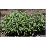 Salvia officinalis - Szałwia lekarska - zioło - fioletowe, wys. 60, kw. 6 FOTO