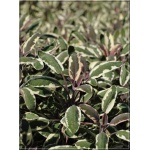 Salvia officinalis Tricolor - Szałwia lekarska Tricolor - szarozielono-fioletowo-purpurowe, wys 30/60, kw 6 FOTO 