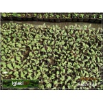 Salvia officinalis Tricolor - Szałwia lekarska Tricolor - szarozielono-fioletowo-purpurowe, wys 30/60, kw 6 FOTO 