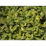 Salvia officinalis Goldblatt - Szałwia lekarska Goldblatt - zioło, fioletowe, złoto-zielone prążkowane liście, wys. 40, kw. 6/8 FOTO