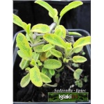 Salvia officinalis Goldblatt - Szałwia lekarska Goldblatt - zioło, fioletowe, złoto-zielone prążkowane liście, wys. 40, kw. 6/8 FOTO