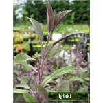 Salvia officinalis Purpurascens - Szałwia lekarska Purpurascens - zioło, fioletowe liście, wys 60, kw 6/7 FOTO 