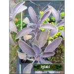 Salvia officinalis Purpurascens - Szałwia lekarska Purpurascens - zioło, fioletowe liście, wys 60, kw 6/7 FOTO 