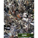 Salvia officinalis Purpurmantel - Szałwia lekarska Purpurmantel - zioło, purporowo czerwone aksamitne liscie, aromatyczna, wys. 60, kw. 5/8 FOTO 