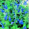 Salvia patens patio Dark Blue - Szałwia otwarta patio Dark Blue - niebieskie, wys. 60, kw. 6/8 FOTO