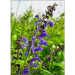 Salvia pratensis - Szałwia łąkowa - fioletowoniebieskie, wys. 50, kw. 5/7 FOTO zzzz