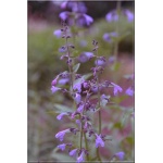 Salvia pratensis - Szałwia łąkowa - fioletowoniebieskie, wys. 50, kw. 5/7 FOTO zzzz