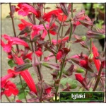 Salvia roemeriana Hot Trumpets - Szałwia Hot Trumpets - czerwone, wys. 30, kw. 6/9 FOTO